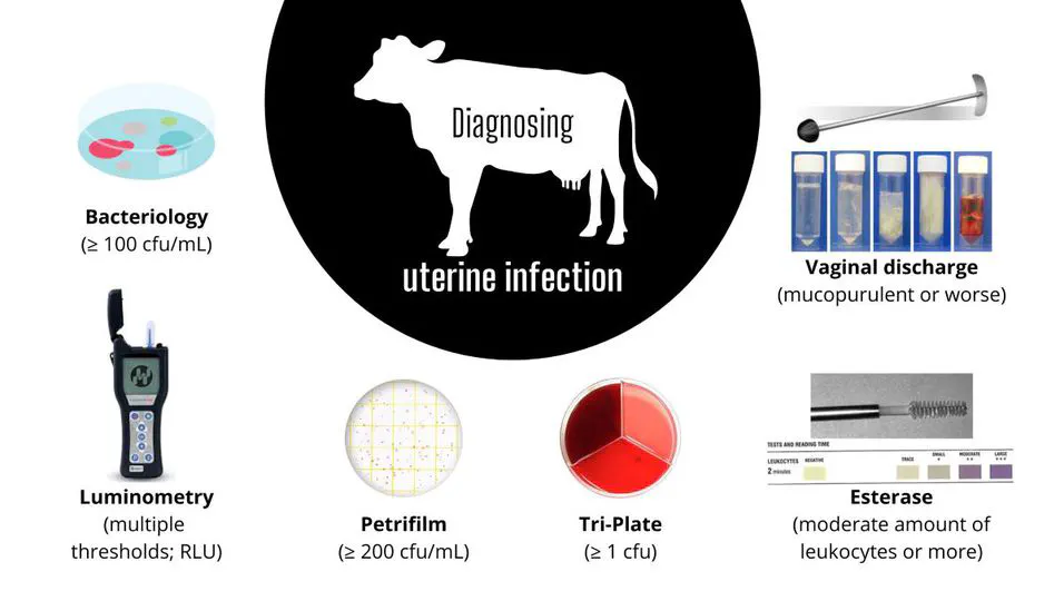 Validity of purulent vaginal discharge, esterase, luminometry, and bacteriological tests for diagnosing uterine infection in dairy cows