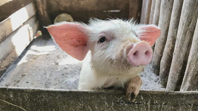 A Qualitative Case Study of Swine Influenza featured image