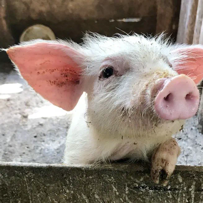 A Qualitative Case Study of Swine Influenza in Canada