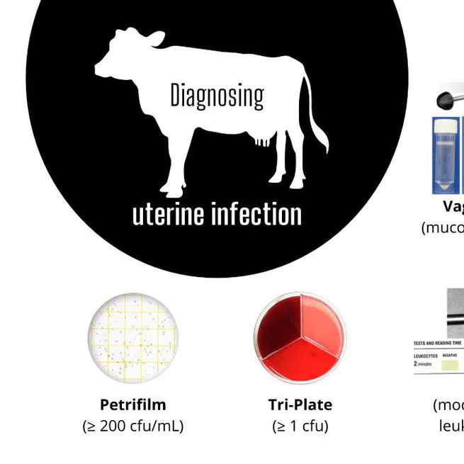 Validity of purulent vaginal discharge, esterase, luminometry, and bacteriological tests for diagnosing uterine infection in dairy cows