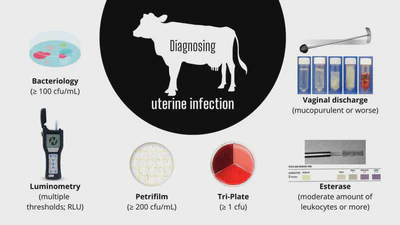 Validity of purulent vaginal discharge, esterase, luminometry, and three bacteriological tests for diagnosing uterine infection in dairy cows using Bayesian latent class analysis featured image